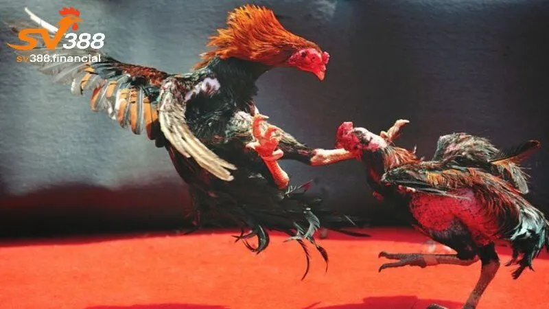 Hướng dẫn tham gia đá gà ăn tiền campuchia tại SV388